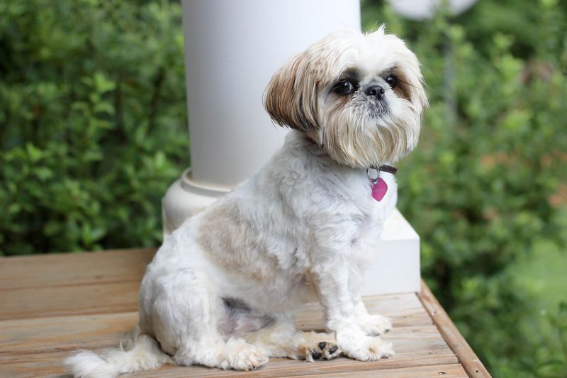 Shih Tzus: Royal Divas With Secret Sass