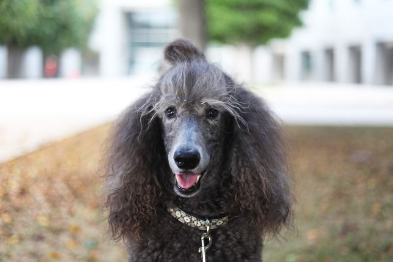 Poodles: The Intellectual Seniors