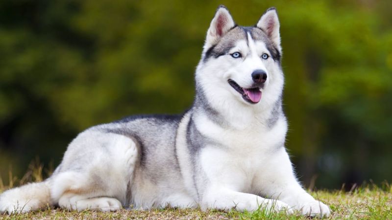 Siberian Huskies: Pack-Specific Socialites
