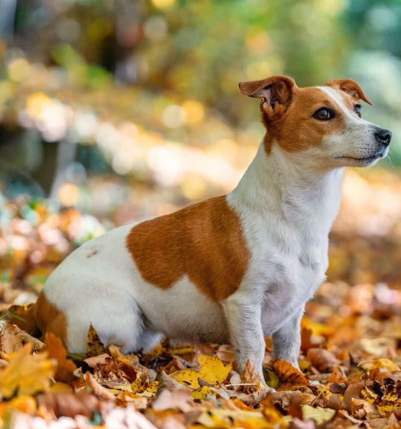 Jack Russell Terriers: Feisty Little Firecrackers