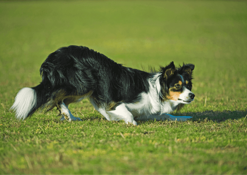 Border Collies' Intelligence Becomes Problematic Without Purpose