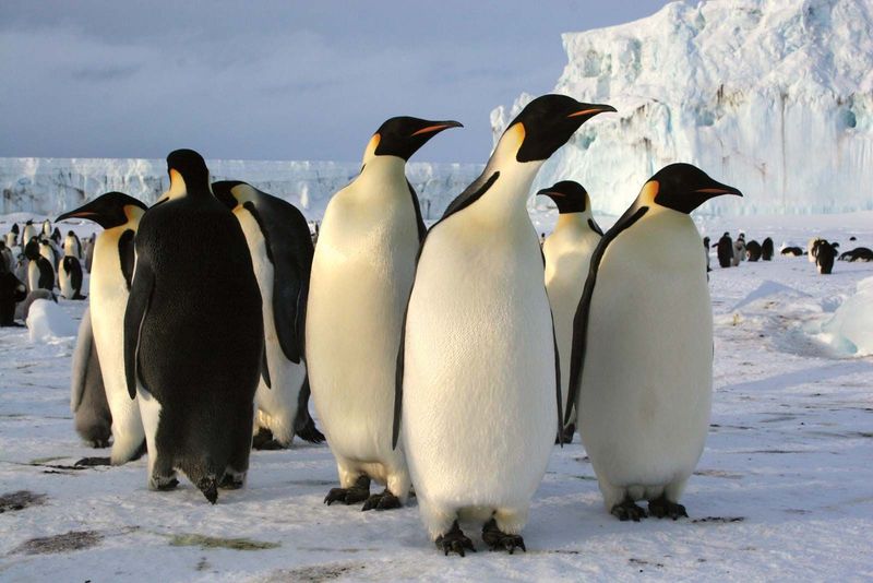 Penguins Have Incredible Navigation Skills