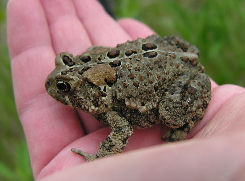Toads Don't Cause Warts