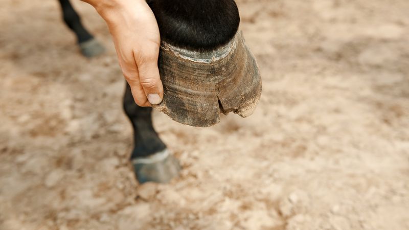 Provide Clean, Dry Footing
