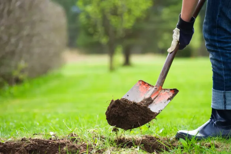 Future Landscaping Creates Painful Dilemmas