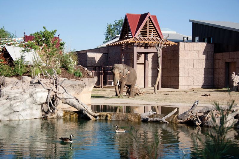 Denver Zoo's Mile-High Menagerie