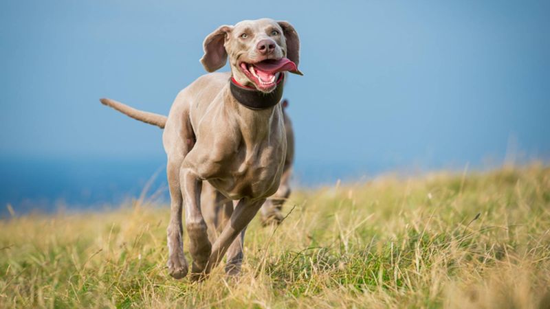 Weimaraner – The Gray Ghost Needs Room To Roam