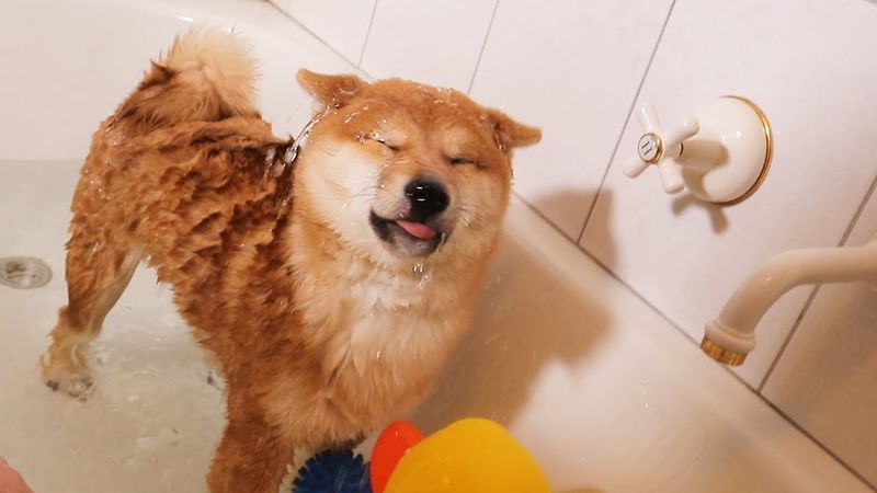 Shiba Inu