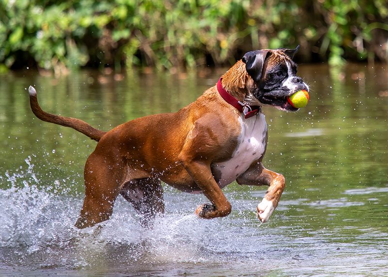 Boxer: The Playful Cardio Partner