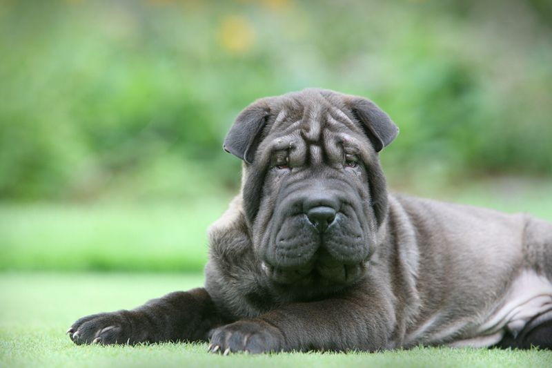 Shar-Pei