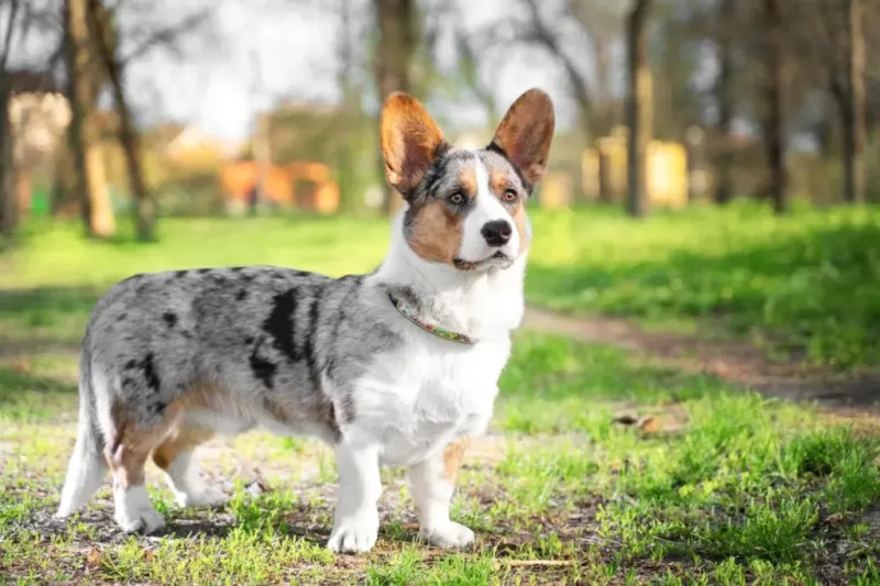 Cardigan Welsh Corgi