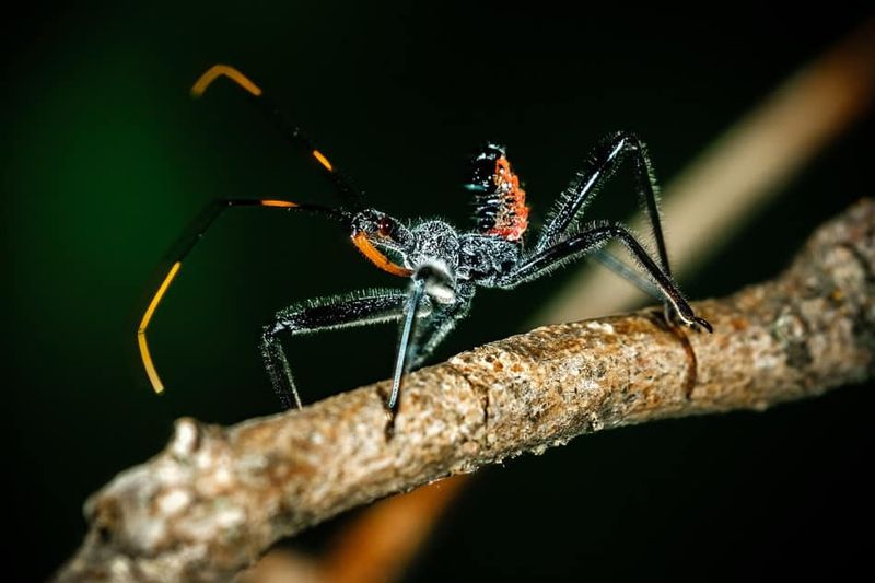 Assassin Bugs: Stealthy Killers With Chemical Weapons