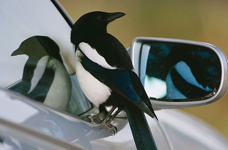 Self-Aware Superstars: Magpies