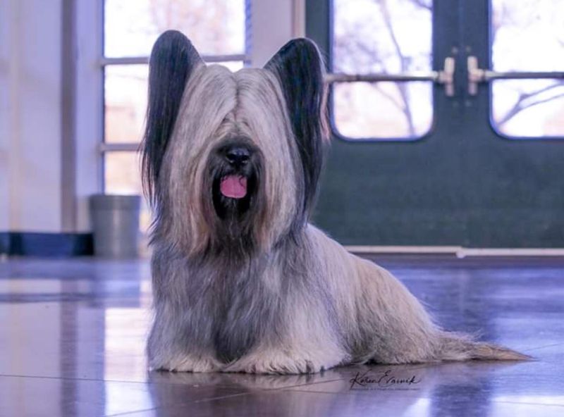 Skye Terriers: The Royal Dogs Facing Extinction