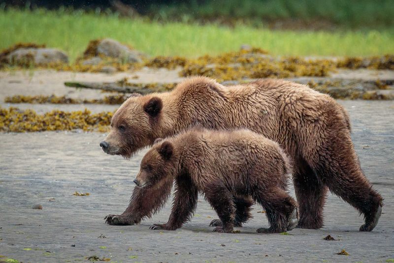 Foraging Field Trips