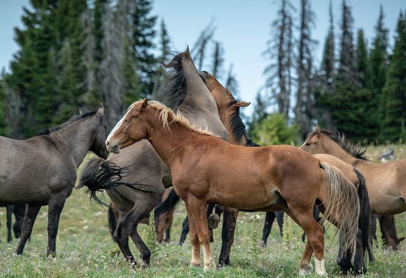 Pryor Mountains' Living Legends