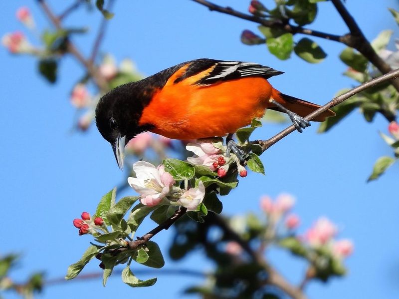 Baltimore Oriole