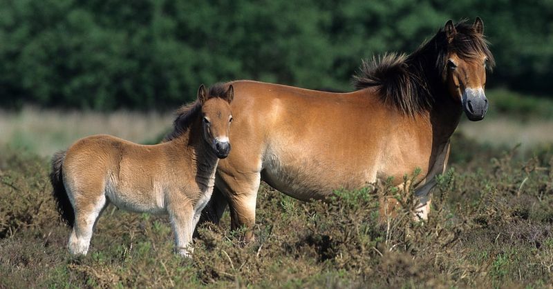 Exmoor Pony