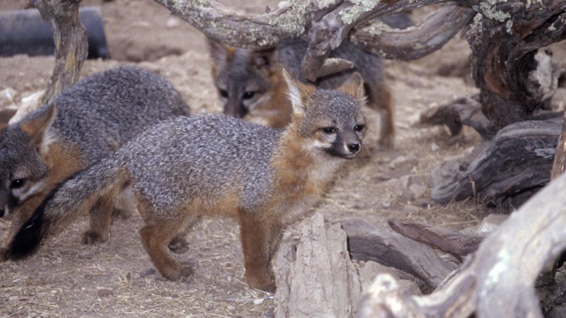 Island Fox: California's Comeback Kid