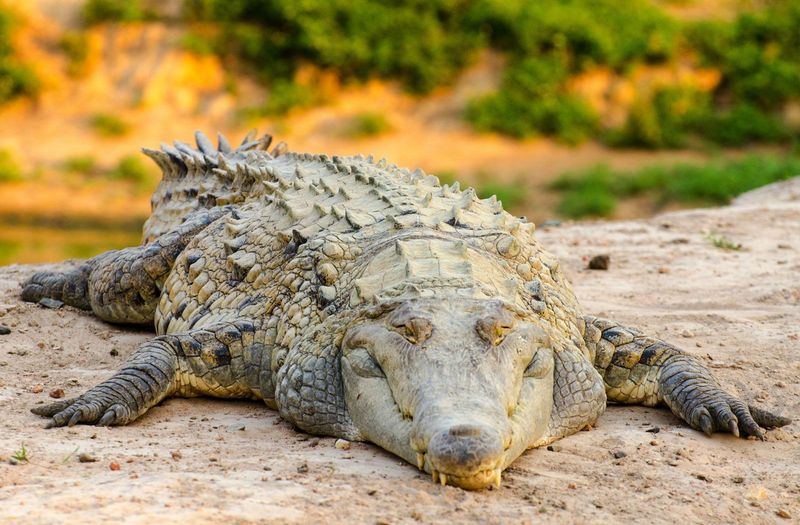 Orinoco Crocodile – River Giant On The Brink