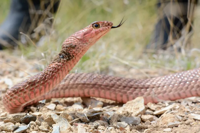 Speedy Stripes: Coachwhip Snake