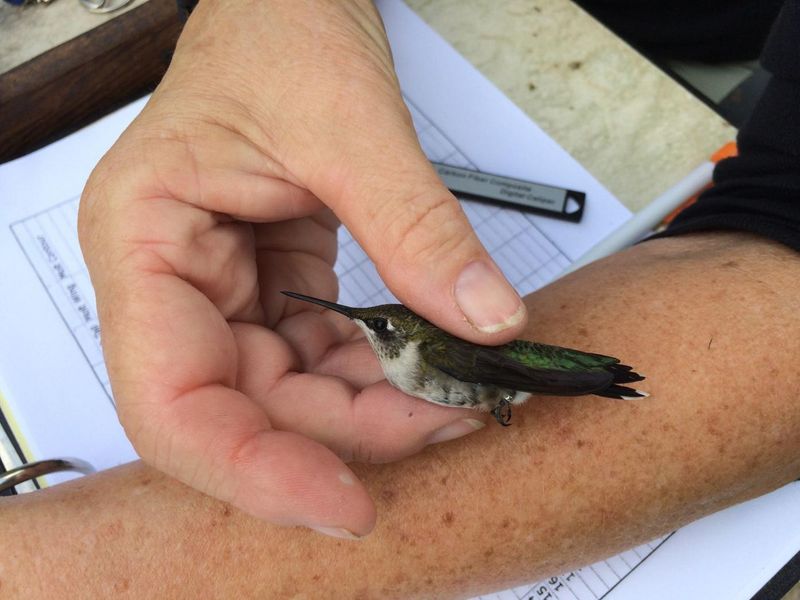 Banding Helps Guide Conservation Strategies