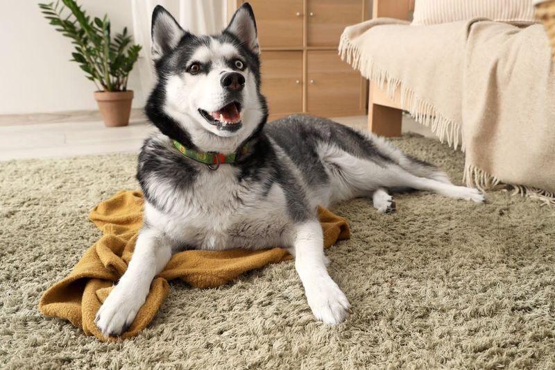 Smirking Siberian Huskies
