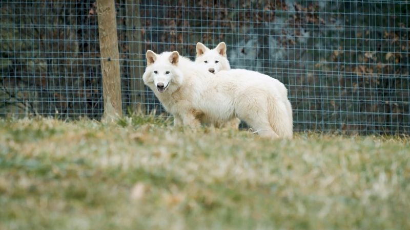 The Concept Of De-Extinction And Dire Wolves
