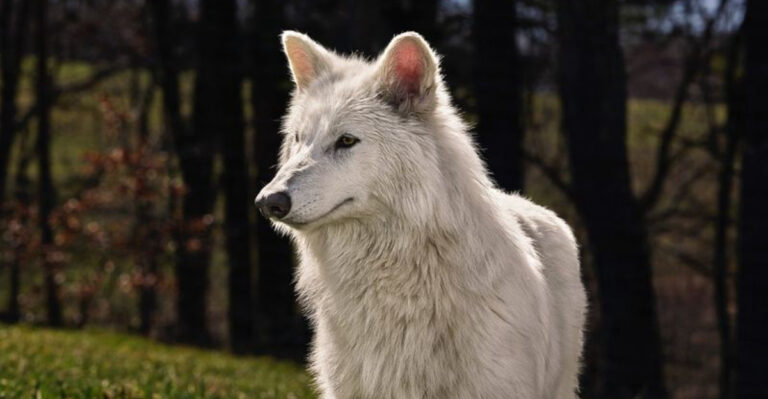 ‘De-Extinct’ Dire Wolves Are Only A Distraction From Humanity’s True Impact