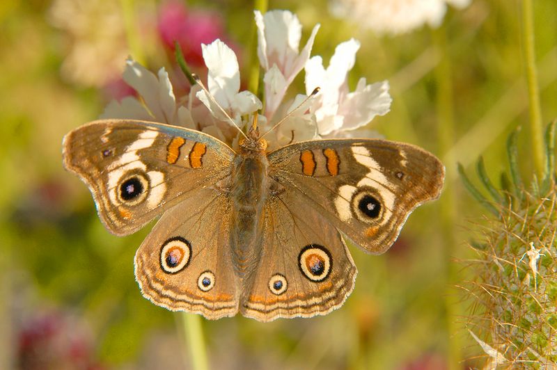 Common Buckeye