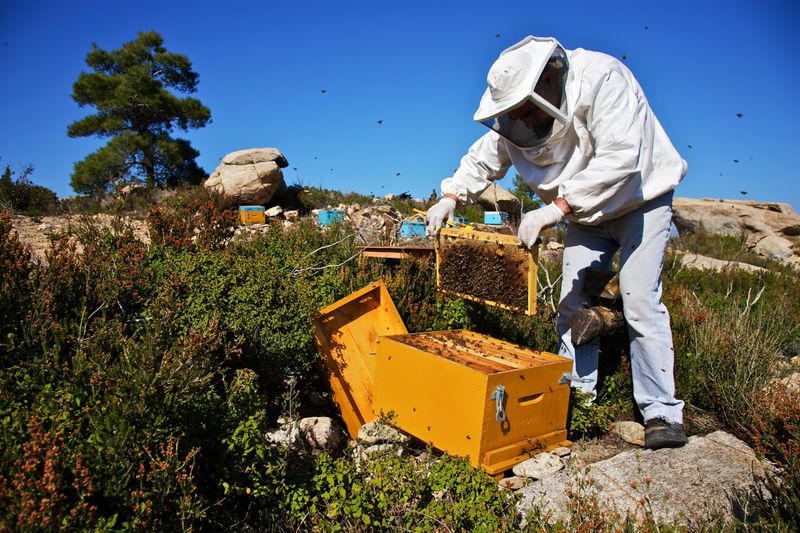 Mystery Disease: Colony Collapse Disorder