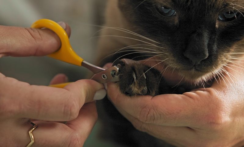 Paw Care Essentials