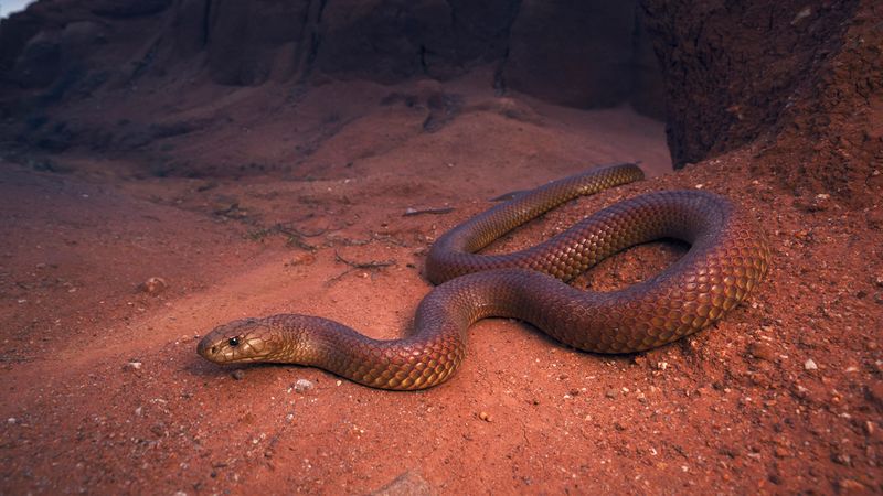 Mulga Snake (King Brown)