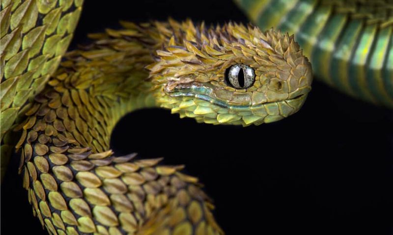 Bush Viper's Spiky Intimidation