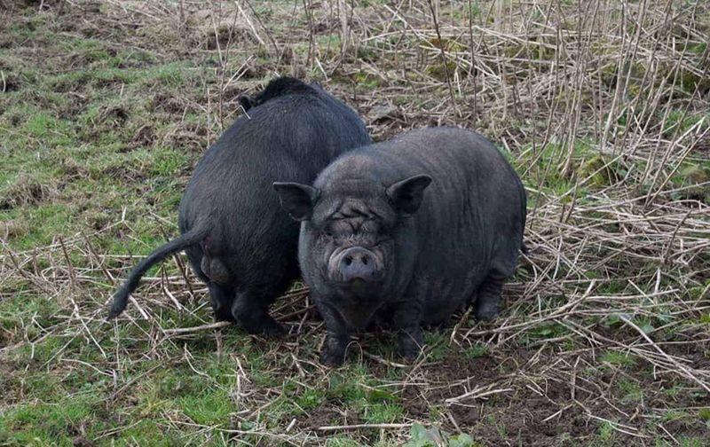 How Big Can Miniature Pigs Get In Different Breeds?