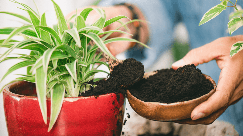 Coffee Grounds Barrier