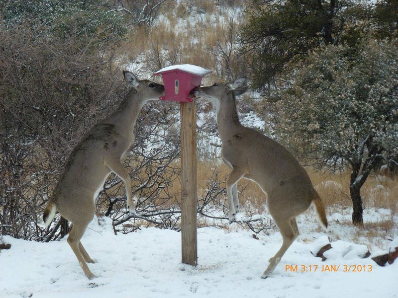 Year-Round Food Availability