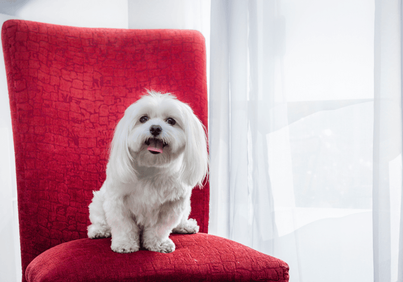 Magnetic Maltese