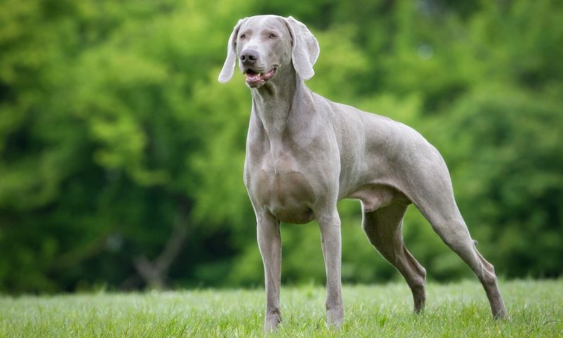 Squirrel Obsessed: Weimaraners