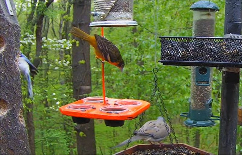 Protective Canopy: Weather Shields
