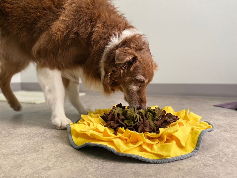 Food Puzzles Instead Of Regular Bowls