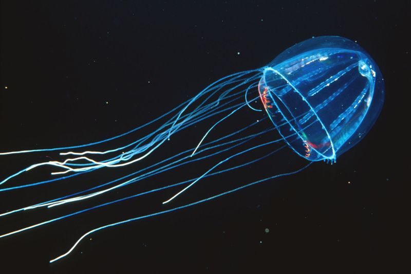 The Unseen Life Below The Surface