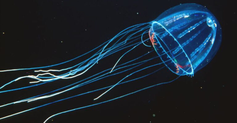 Deep-Sea Exploration Reveals 5,000 New Animal Species, Expanding Ocean Biodiversity