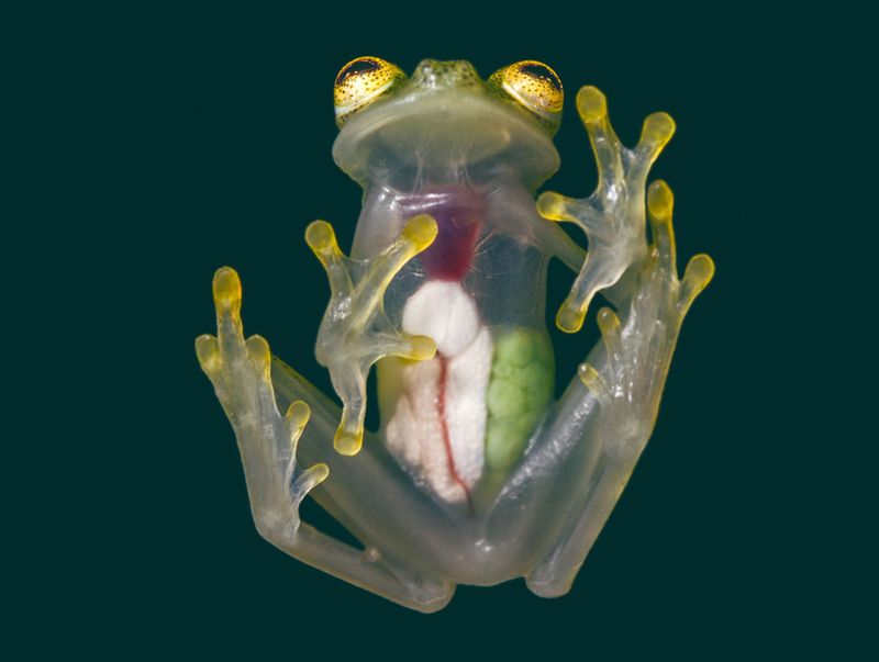 Highland Cloud Frog