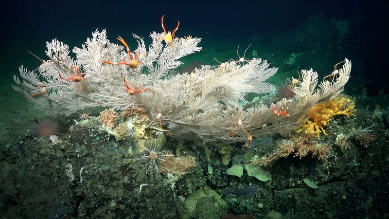 Deep-Sea Coral