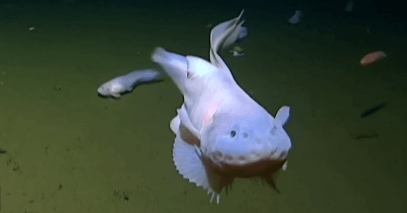 Snailfish