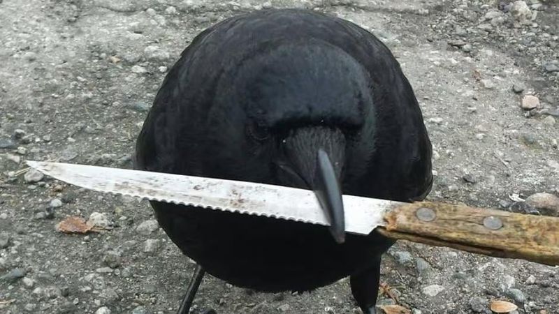 Crows