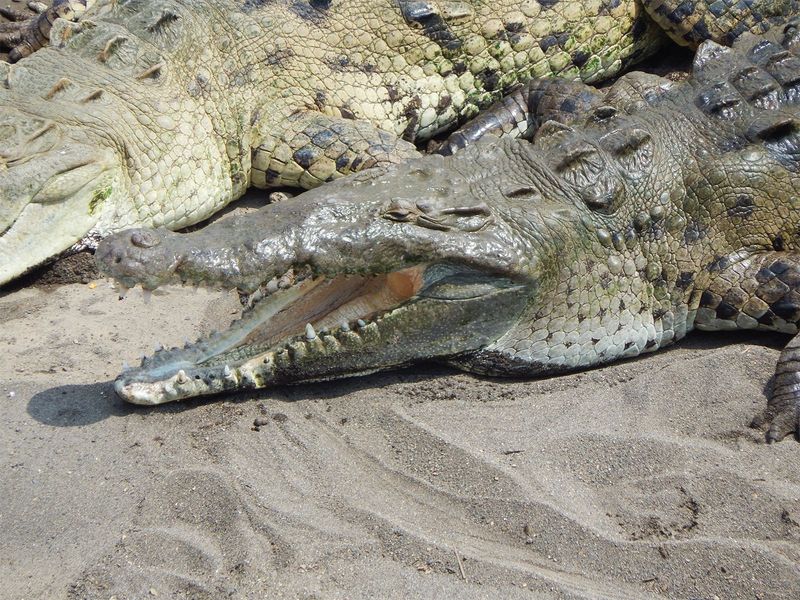 Crocodiles