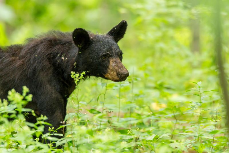 Black Bears
