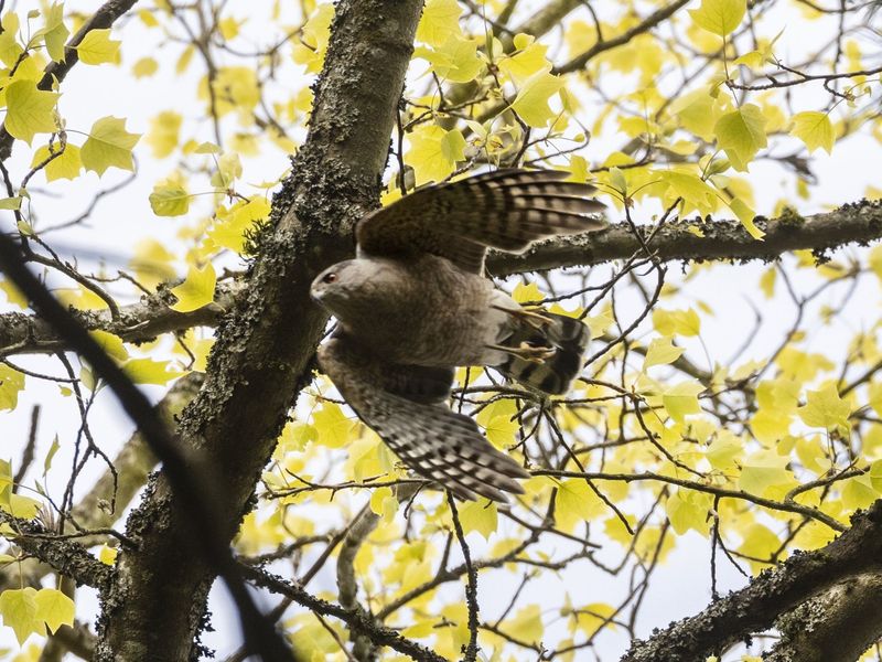 Hawks Hunt From Empty Water Towers